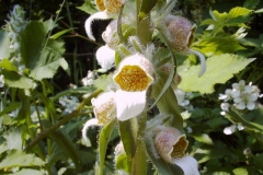 Digitalis lanata