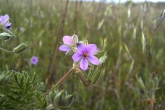 Erodium ciconium