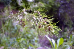 Poa bulbosa