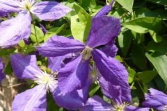 Clematis alpina