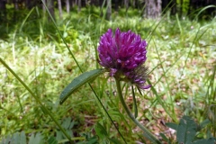 Trifolium pratense