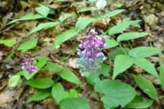 Lathyrus venetus