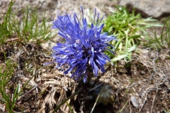 Jasione laevis