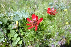 Adonis aestivalis