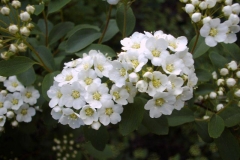 Spiraea media