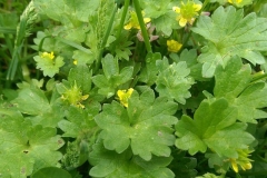 Ranunculus chius