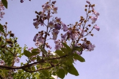 Paulownia tomentosa