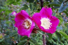 Rosa pendulina