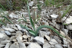 Tulipa rhodopaea