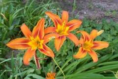 Hemerocallis fulva