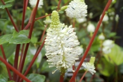 Peperomia obtusifolia