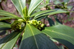 Daphne laureola