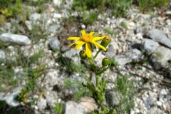 Senecio jacobaea