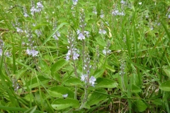 Veronica officinalis