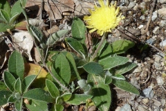 Hieracium pilosella