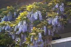 Wisteria chinensis