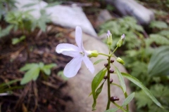 Dentaria bulbifera