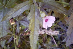 Althaea cannabina