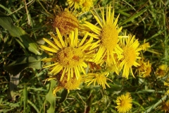 Inula helenium