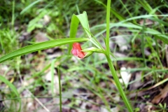 Lathyrus nissolia