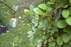 Cobaea scandens