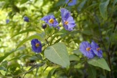 Solanum rantonnetii