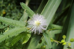 Mimosa pudica