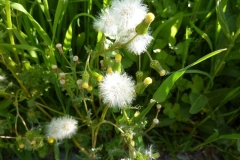 Senecio vulgaris