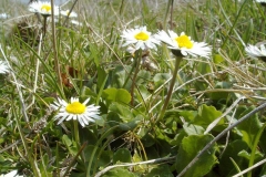 Bellis perennis