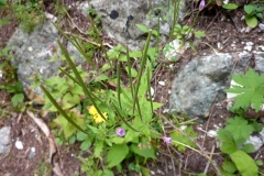 Epilobium montanum