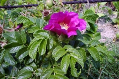 Rosa rugosa