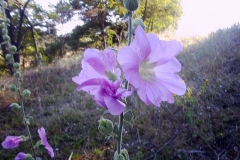 Alcea rosea