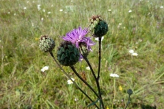 Centaurea nigrescens