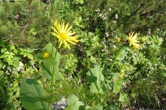 Doronicum austriacum