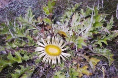 Carlina acanthifolia