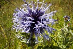 Echinops ritro