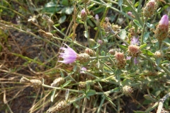 Centaurea arenaria