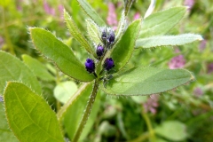 Asperugo procumbens