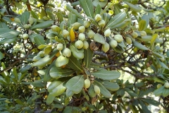 Pittosporum crassifolium