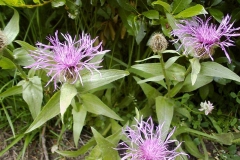 Centaurea nervosa