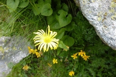 Doronicum columnae