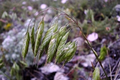 Bromus squarrosus