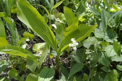 Convallaria majalis