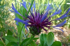 Centaurea triumfettii