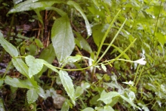 Epilobium lanceolatum