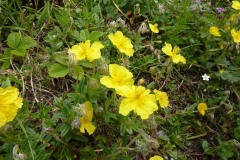 Helianthemum nummularium