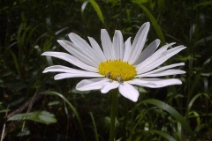 Leucanthemum vulgare