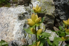 Gentiana punctata