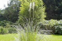 Arundo donax