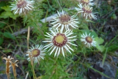 Carlina corymbosa